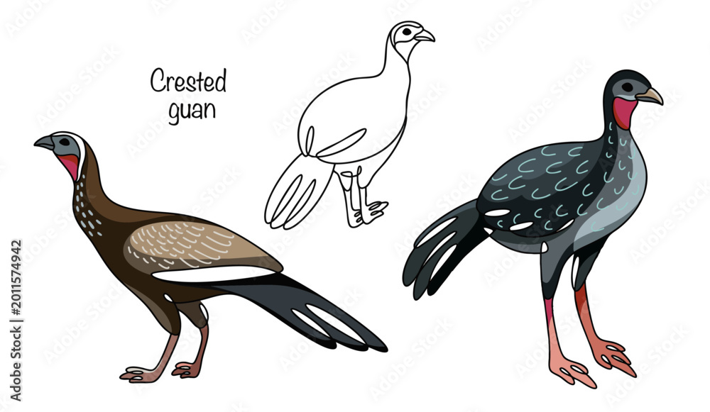 Obraz premium Crested guan