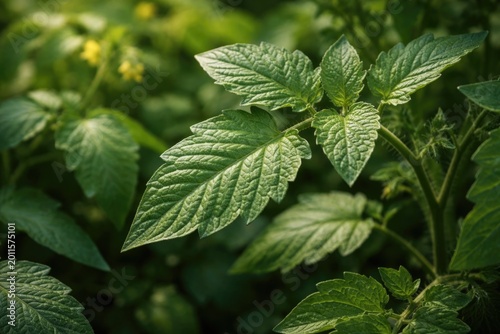 Sharp focus on rich green t...