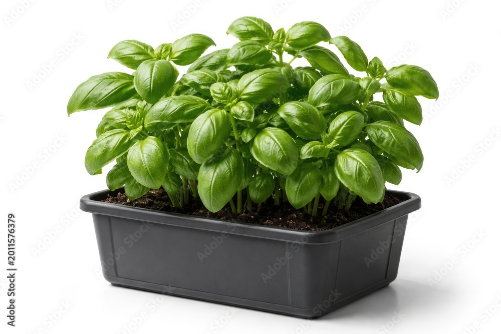 Naklejka premium Lush basil greenery growing in a plastic planter on a simple white background