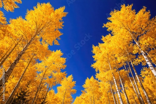Radiant yellow aspens again...