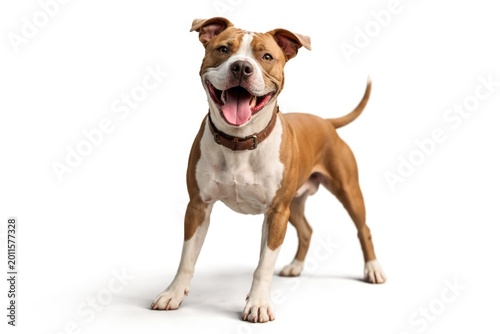 Friendly pit bull enjoying ...