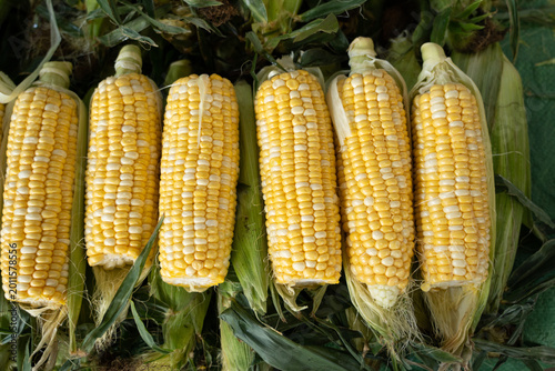 closeup sweet corn cobs sales in market