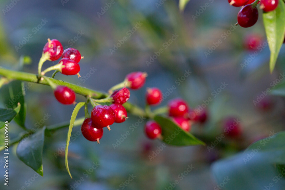 Fototapeta premium Sarcococca ruscifolia branch close up with red berries