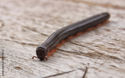 Slika na platnu millipede insect is crawling on wood