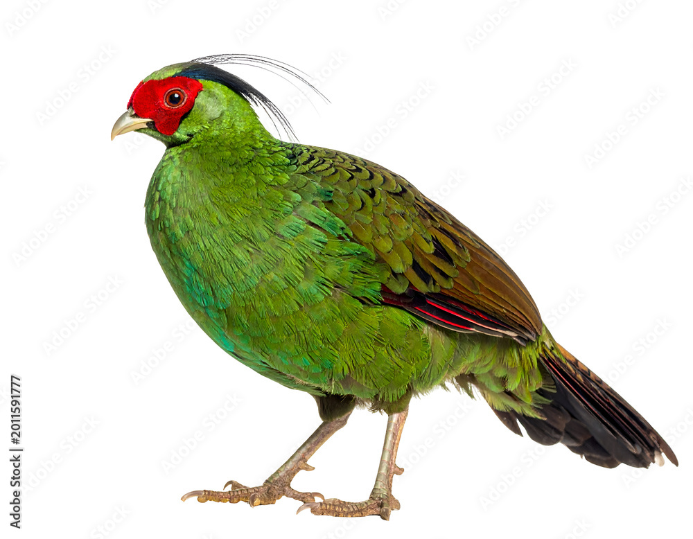 Fototapeta premium Green Pheasant, japanese bird isolated on transparent png