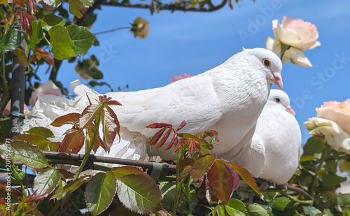 Tableau sur toile Two white doves sit on a branch amidst green foliage and a pink rose, with a cle