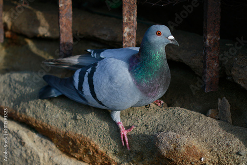 Pigeon