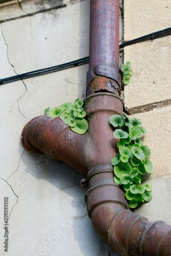 Plante autour de vieux tuyaux sur un bâtiment