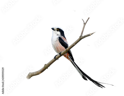 Long-tailed tit (Aegithalos caudatus) perched on branch isolated on