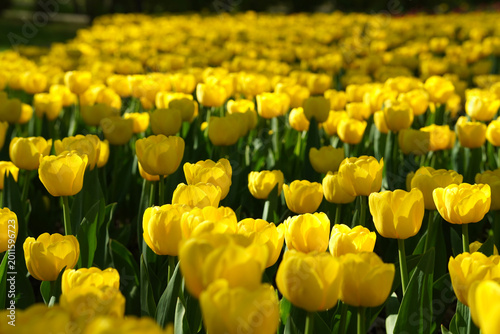 Vibrant yellow tulip field blooming in bright spring sunshine
