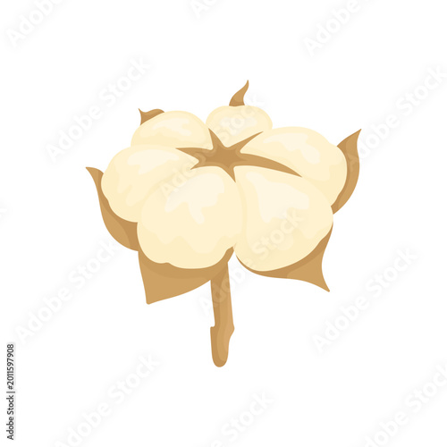 Vector illustration of cotton plant in clean flat style. Soft fluffy cotton bolls on branches with green leaves, isolated on white background. Minimal shapes and natural colors create a modern 
