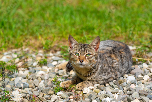 A domestic cat lies resting on the grass in the garden