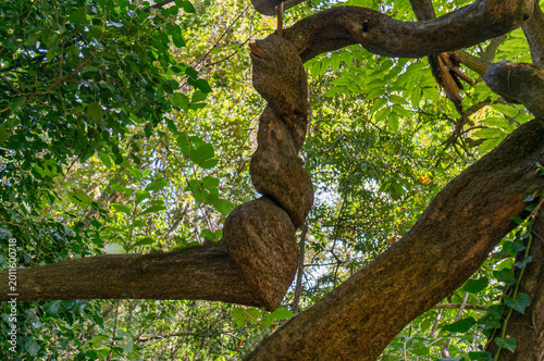 Quadro su tela An old tree with thick, twisted roots visible against backdrop of lush greenery