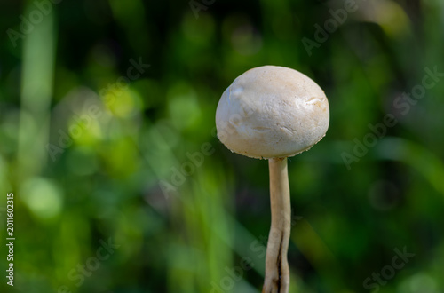 Protostropharia semiglobata mushroom known as the dung roundhead or the hemispheric stropharia
