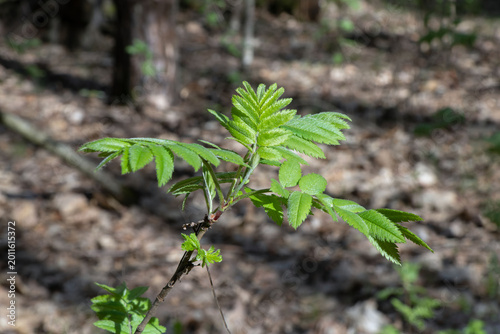 Young green leaves of rowan tree in spring forest