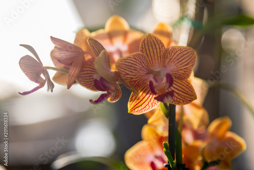 orchid on the background of the sun