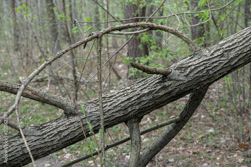 Fallen tree branch in a forest