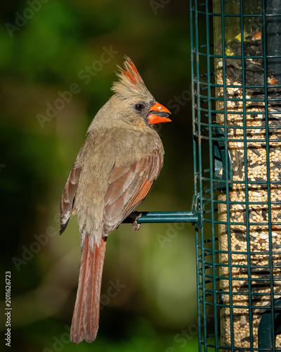 Quadro su tela Female Cardinal on a feeder