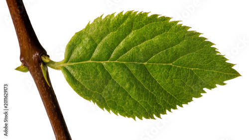Tablou pe pânză Vibrant green leaf attached to brown woody branch