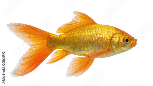 Tableau sur toile Golden ornate fantail goldfish swimming side view