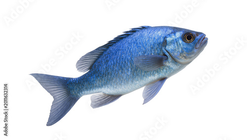 Foto Vibrant Blue African Cichlid Fish Swimming Side View
