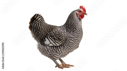 Принти на полотні Barred Plymouth Rock hen with black and white striped feathers, isolated on tran