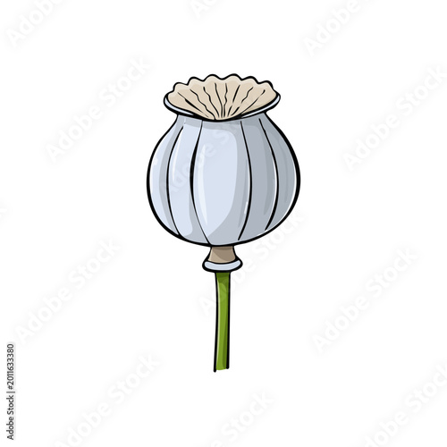 Illustration of a single dried poppy seed head on a green stem