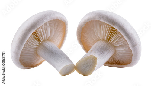 Εκτύπωση καμβά Pair of Pale Yellow Chanterelle Mushrooms with Gilled Undersides
