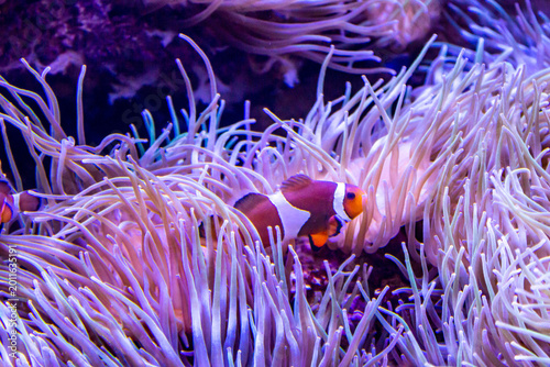 Poisson-clown coloré nageant dans une anémone de mer violette en aquarium tropical
