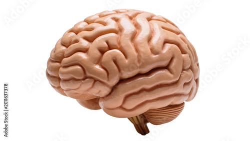 Schilderij op canvas Detailed human brain model with complex convolutions and beige color