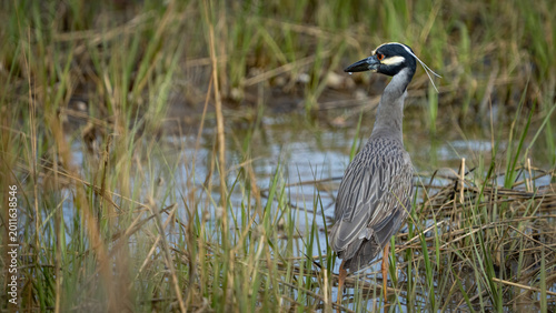 Yellow Crowned Night Heron searching for a meal
