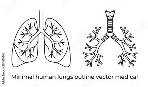 Photos Minimal Human Lungs Outline Vector Medical Illustration Showing Bronchial Tree T