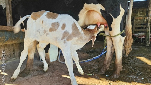 A spotted calf suckling from its mother cow inside a barn, Girolando breed