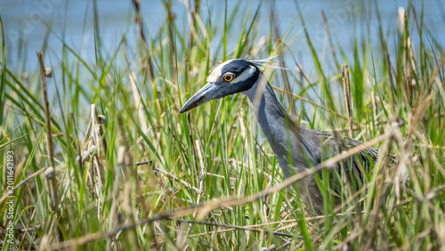 Fotografija Yellow Crowned Night Heron searching for a meal