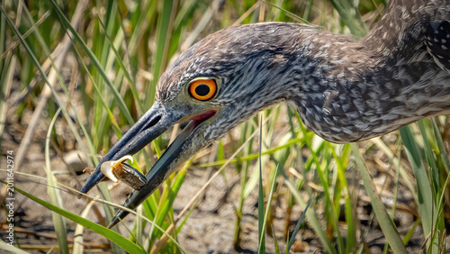 Billede på lærred Yellow Crowned Night Heron searching for a meal