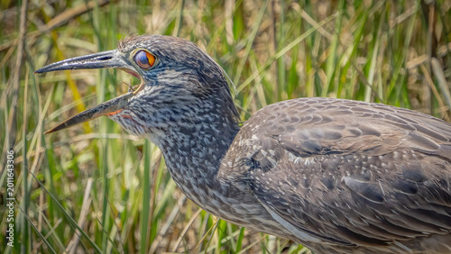 Obraz na plátne Yellow Crowned Night Heron searching for a meal