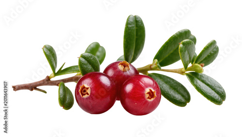 Tablou pe pânză Three ripe red lingonberries with green leaves on a branch, isolated on transpar
