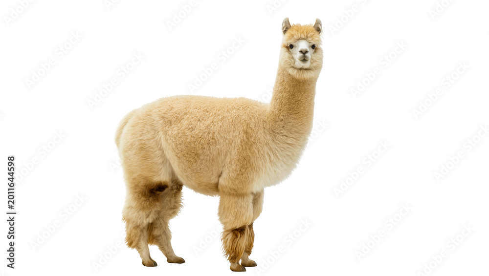 Fototapeta premium Fluffy light brown alpaca standing, isolated on transparent background