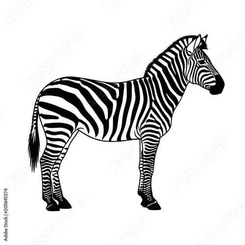 Schilderij op canvas A black and white illustration of a zebra standing on a white background