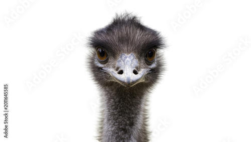 Foto Close-up portrait of an emu head with dark feathers, isolated on transparent bac