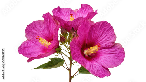 Schilderij op canvas Three vibrant pink hibiscus flowers with yellow stamens, isolated on transparent