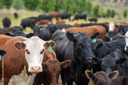 Принти на полотні beautiful cattle in Australia  eating grass, grazing on pasture