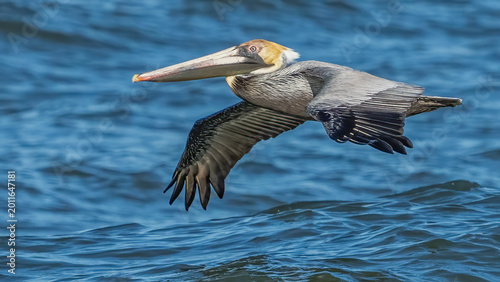 Male Brown Pelican in flight