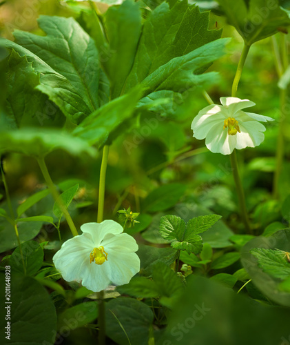Mayapple bloom in woodland forest along the C&O Canal in Sharpsburg, Maryland, USA