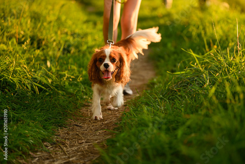 Photos Happy Cavalier dog runs on leash next to its owner at sunset