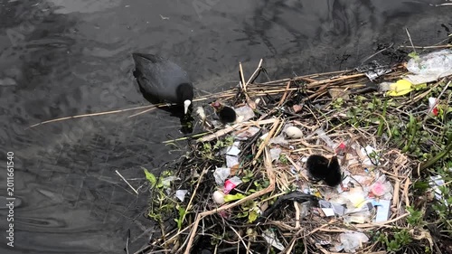 Blässhuhn, Fulica atra beim füttern der Jungtiere am Nest, Nest mit Plastikabfall in Gracht in Alkmaar, Niederlande