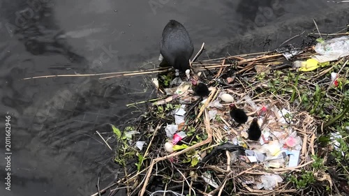 Blässhuhn, Fulica atra beim füttern der Jungtiere am Nest, Nest mit Plastikabfall in Gracht in Alkmaar, Niederlande