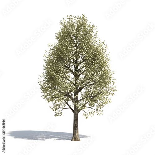Tree isolated on transparent background