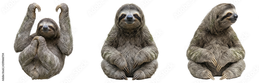 Naklejka premium Cute Two-Toed Sloth PNG Cutout - Isolated on Transparent Background. A Charming Animal Portrait, Perfect for Design Elements. Digital Art, Wildlife Illustration.