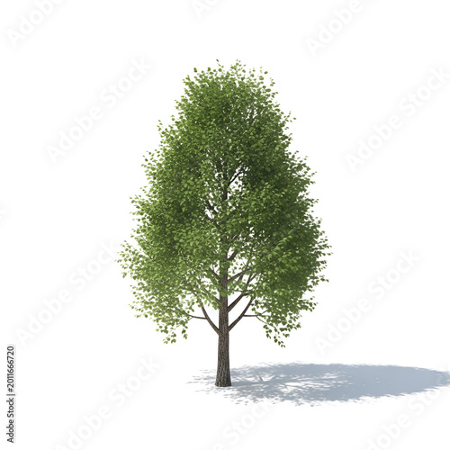 Realistic green tree isolated on transparent background 3d rendered botanical element